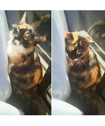 しゃるちゃん | その他