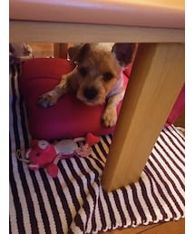 まめちゃん | その他