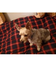 まめちゃん | その他