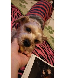 最近のまめちゃん | その他