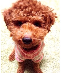 モコ🐶 | その他