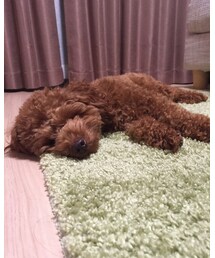 お疲れモコちゃん🐶 | その他