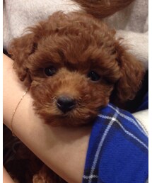 出会い🐶 | その他