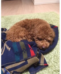 モコ🐶 | その他