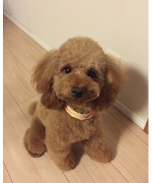 モコ2歳になりました🐶 | その他