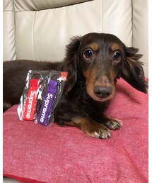 Supreme  | キーホルダー