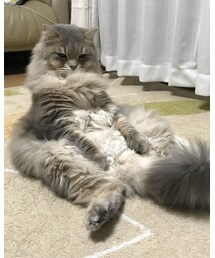 🐈 | その他