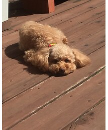 不明 | トップス