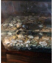 亀太郎🐢 | フィギュア