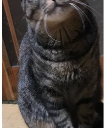 STUSSY | トップス