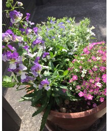 初の寄せ植え💐 | その他