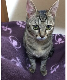 猫の「雨」ちゃん | その他