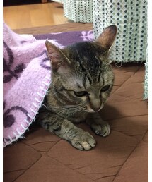 コタツから出れない雨さん | その他