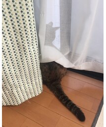 梅雨明け待ち🐈 | その他