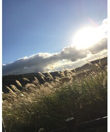 曽爾高原のススキ | その他