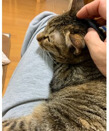 就寝前の定位置🐈 | その他
