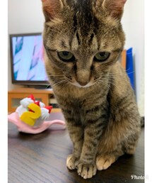 2歳になりました🐈 | その他