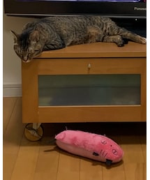 ザ・ふて寝 | その他