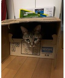 最近のお気に入り🐈 | その他