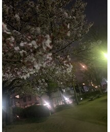 トレーニングついでの夜桜🌸 | その他