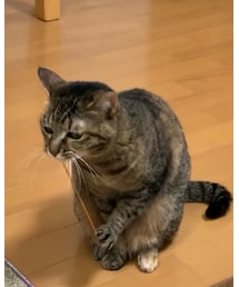 輪ゴム遊び | 福袋/福箱