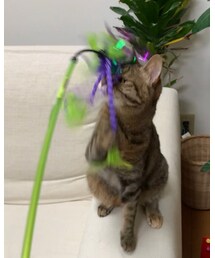 猫じゃらしと雨さん🐈 | その他