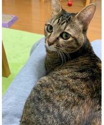 毎朝、晩、寝る前の３回必ず乗る雨さん🐈 | おもちゃ