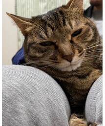 春は眠気が…zzz | おもちゃ