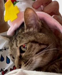 4歳になりました🐈 | おもちゃ