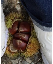 栗拾い🌰 | キッチンツール