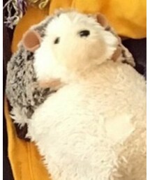 ハリネズミ | おもちゃ