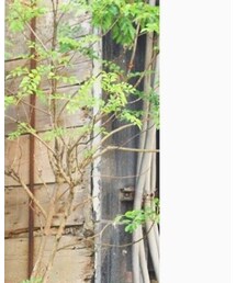 Soierie | イヤリング