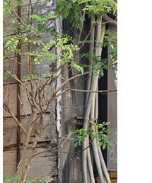 Soierie | イヤリング