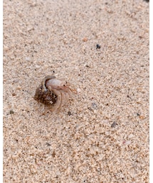 🐚 | やどかりを子供たちとひたすら集めました🐚👦🏻👧🏻最後は海へ🏝(その他)