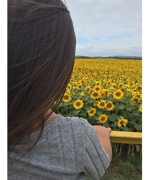 ひまわり畑🌻 | その他