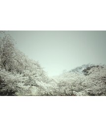 桜 | その他