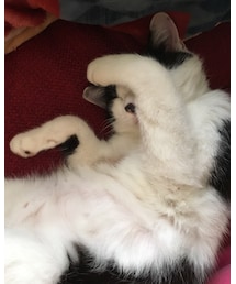 ฅ^•ﻌ•^ฅ | その他