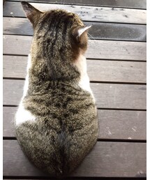 でぶねこ | その他