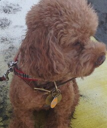 Slightly Numb | 新皮草。(ダウンベスト)