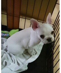 コテツ | その他