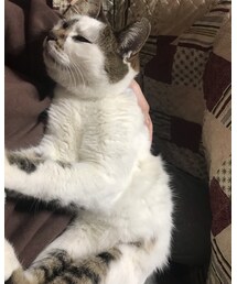🐱 | 可愛い哺乳類(その他)