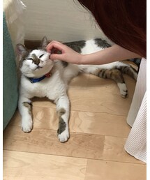 別撮り | その他