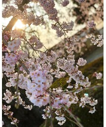 さくら🌸 | その他
