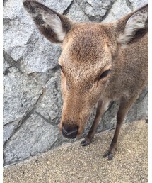 宮島の鹿🍁 | その他