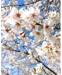 桜🌸 | その他