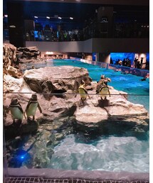 水族館🐧 | その他