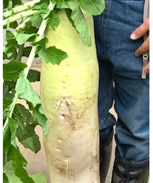 畑で採れた大根 | その他雑貨