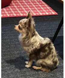 kikkichan | kinaco🐶chihuahua♀(その他)