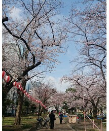 錦糸公園開花状況🌸 | その他