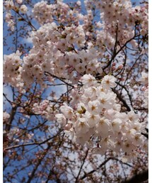 その2🌸 | その他